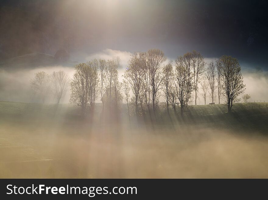 Spring sunrise at the forest edge, in Transylvania