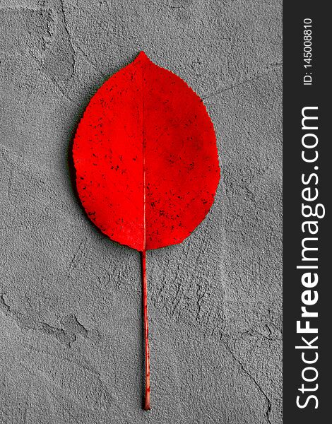 Red smooth autumn leaf on a gray concrete background, autumn postcard, september