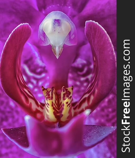 Inside of a violet orchid flower. Macro photography.