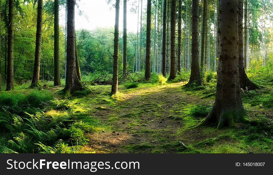 Beautiful forest in spring with bright sunlight shining through the trees. Beautiful forest in spring with bright sunlight shining through the trees