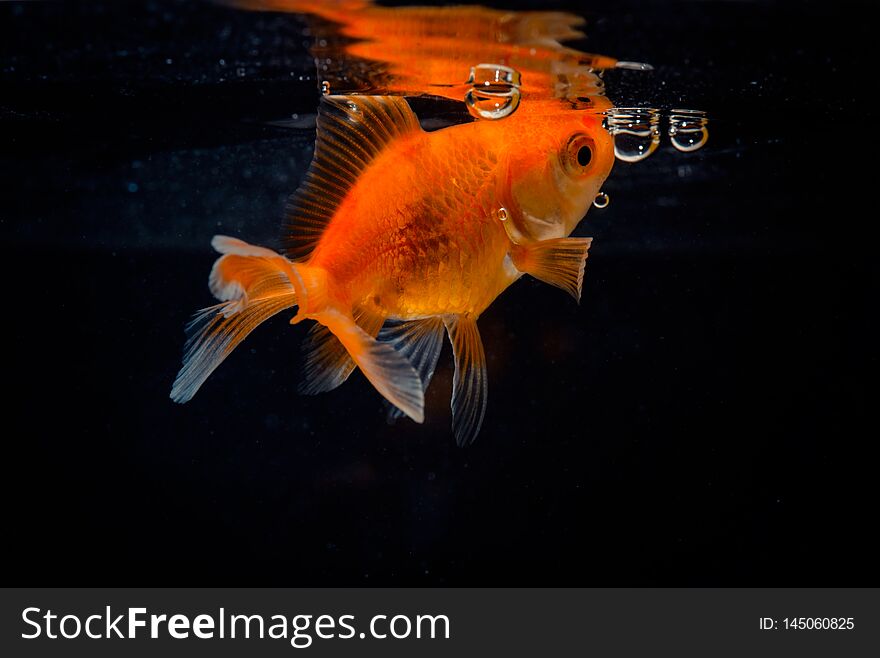 Gold fish or goldfish floating swimming underwater in fresh aquarium tank with black background