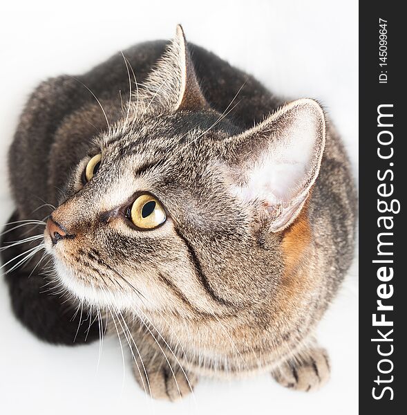 Beautiful purebred striped cat looking up isolated on white background