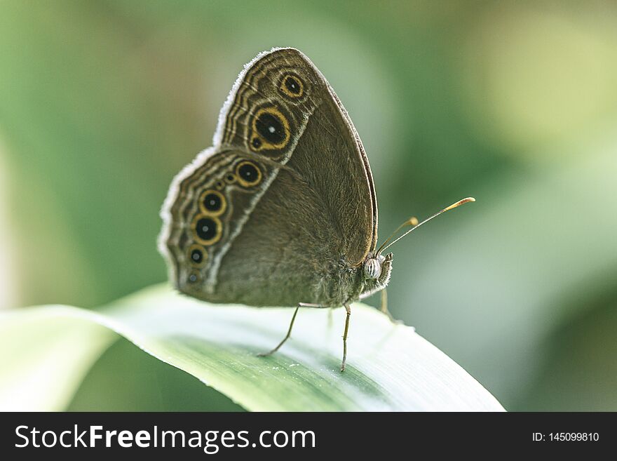 Exotic tropical butterfly in macro view