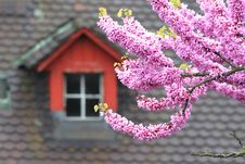 Blossoming Tree Royalty Free Stock Photos Blossoming Tree Royalty Free Stock Photos