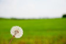 Dandelion In The Meadow Stock Images