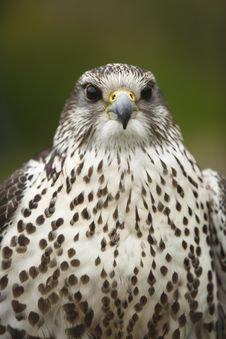 Portrait Of A Peregrine Falcon Stock Photography Portrait Of A Peregrine Falcon Stock Photography