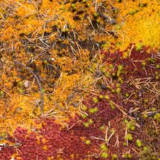 Autumn Deep Forest Carpet Stock Photo Autumn Deep Forest Carpet Stock Photo