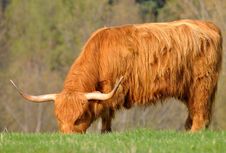 Cow Of Highland Cattle Royalty Free Stock Image