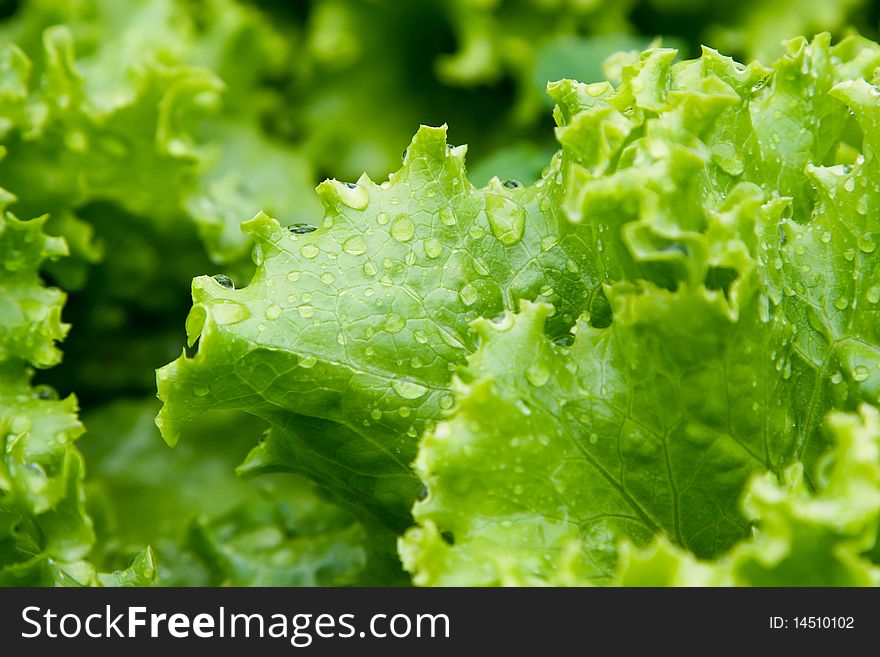 An image of green leaves of lettuce