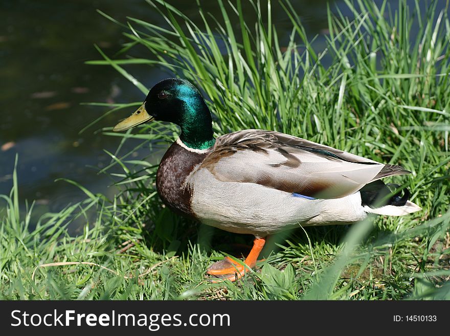the drake of a duck costs ashore in a grass. the drake of a duck costs ashore in a grass