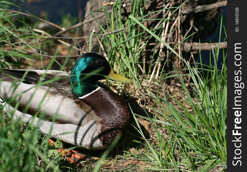 the drake of a duck sits in a grass. the drake of a duck sits in a grass