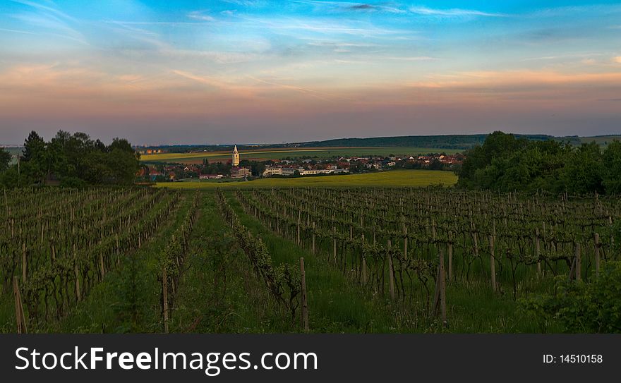 Vineyard in DolnÃ© OreÅ¡any,Slovakia at sunset. Vineyard in DolnÃ© OreÅ¡any,Slovakia at sunset.