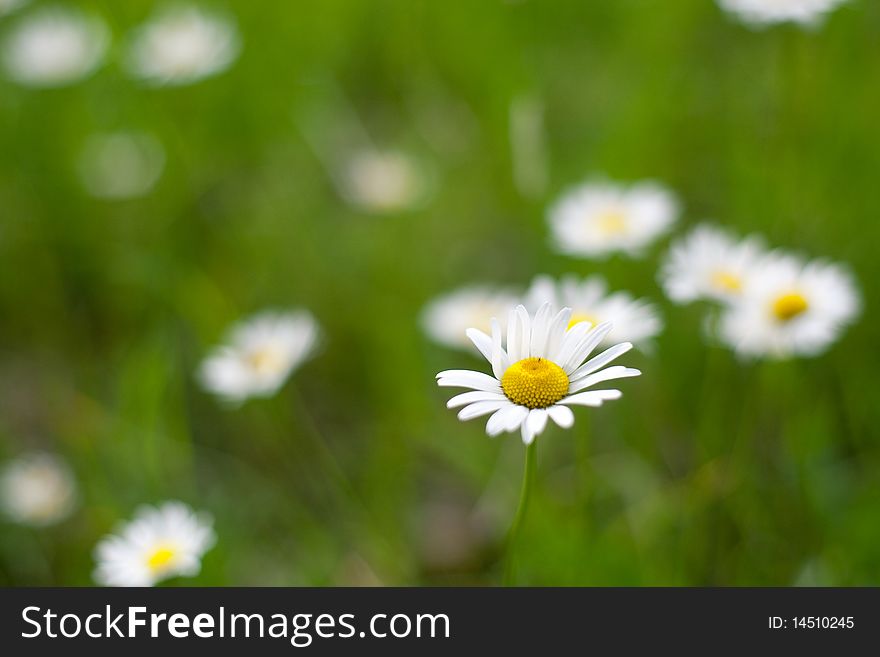 An image of fresh bright spring daisies