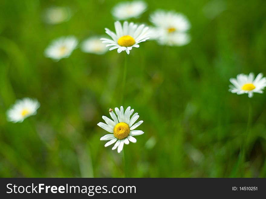 An image of fresh bright spring daisies