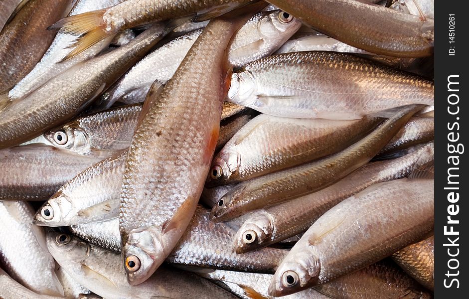 Fish at the fish market. Fish at the fish market