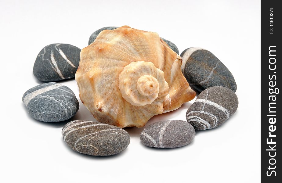 Picture of marine cockleshell and stone on a white background