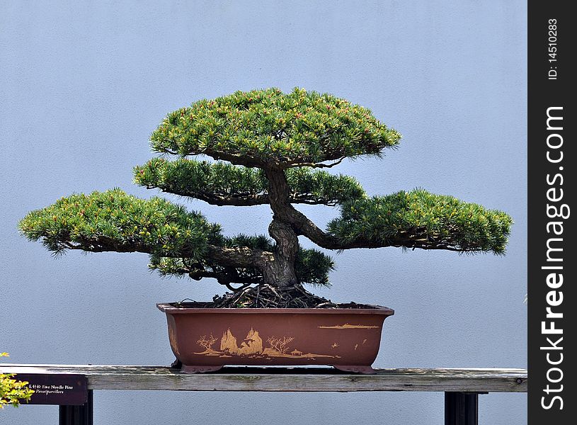 A bonsai of pine in pot