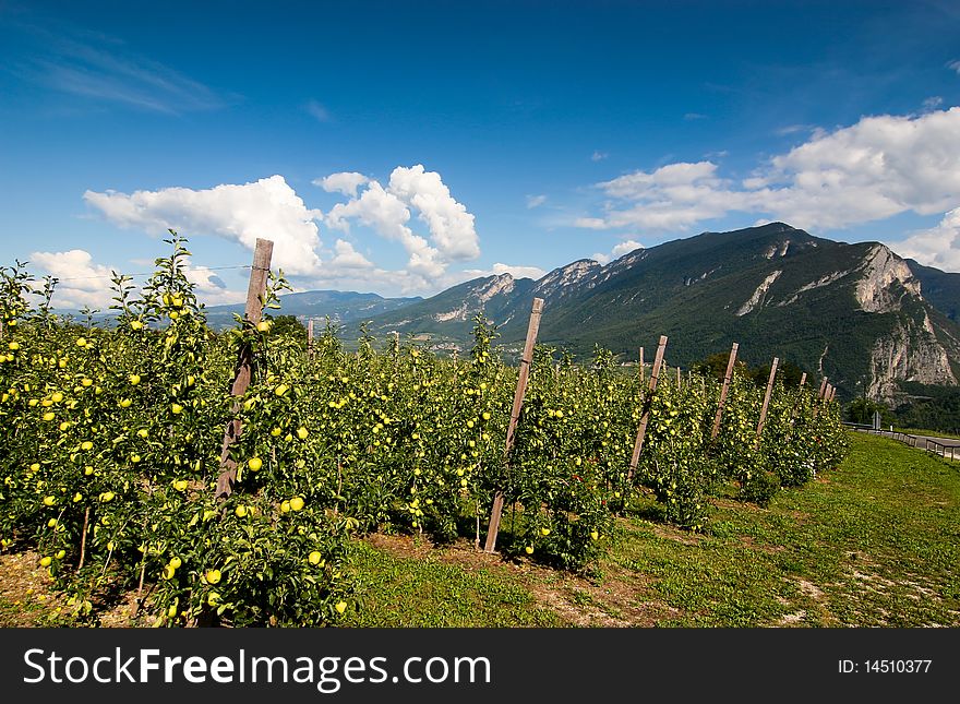Ripe yellow apples on the trees and mountains. Ripe yellow apples on the trees and mountains