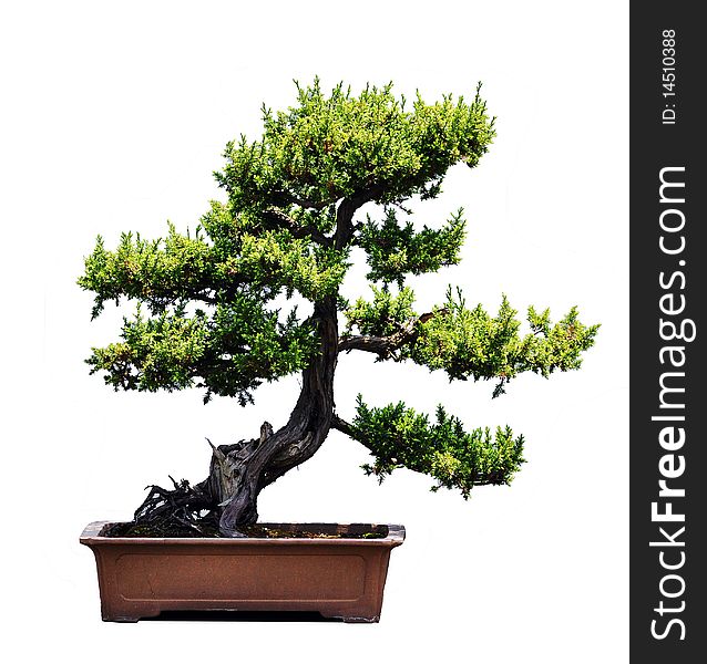 A bonsai of pine in pot