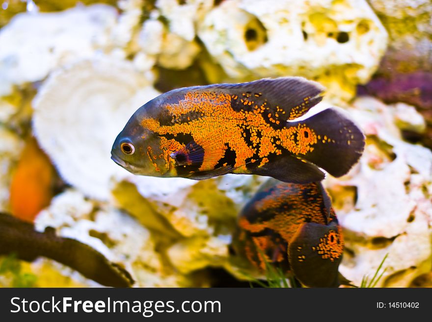 Aquarium with colorful orange fish. Aquarium with colorful orange fish