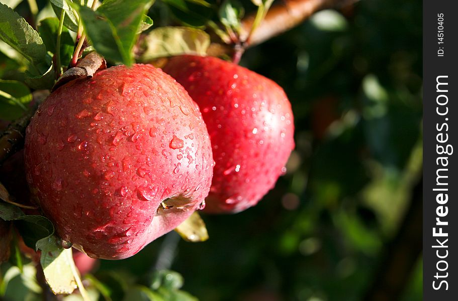 An image of juicy wet red apples on the tree. An image of juicy wet red apples on the tree