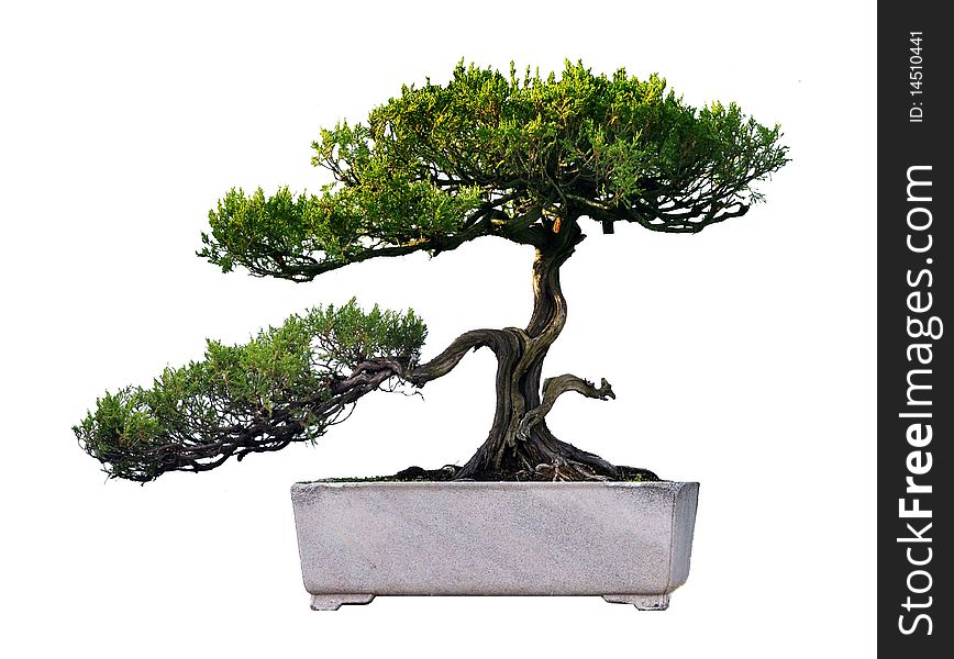 A bonsai of pine in pot