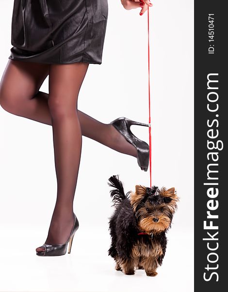 Little Yorkshire terrier and woman's legs