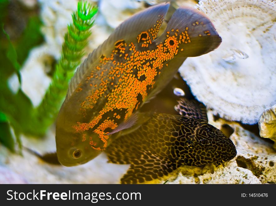 Aquarium with colorful orange fish. Aquarium with colorful orange fish