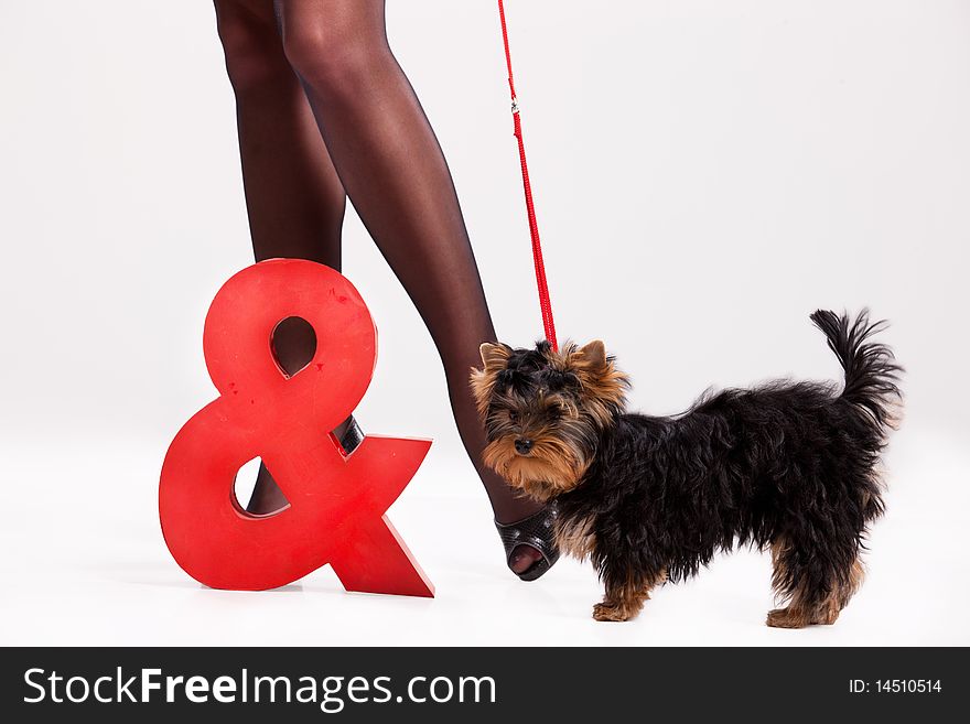 Little Yorkshire terrier and woman's legs