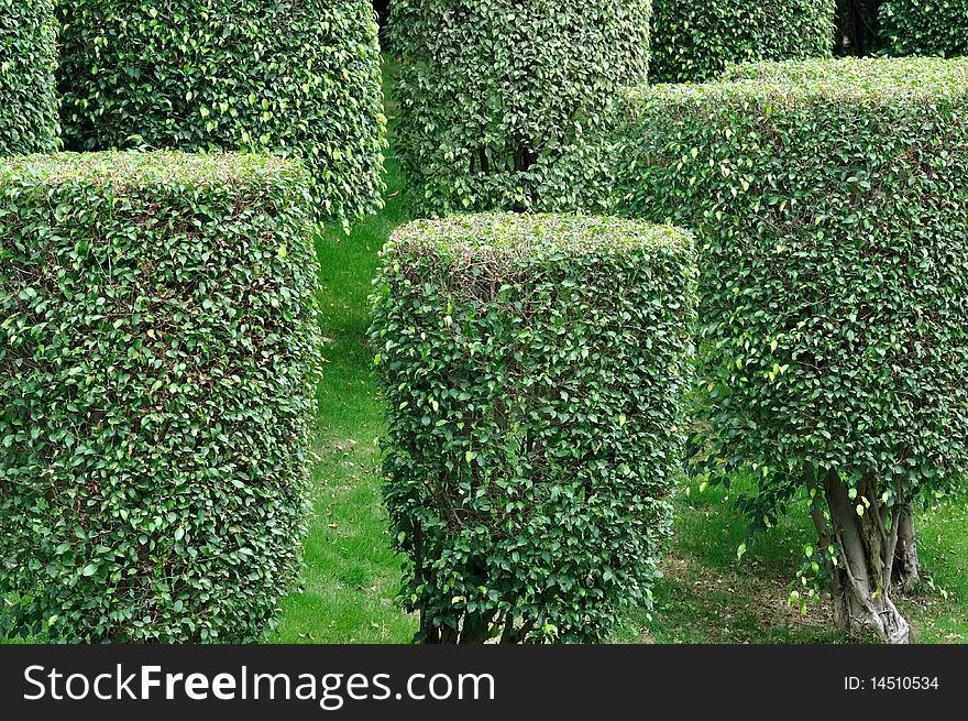 Shaped bushes in garden plant