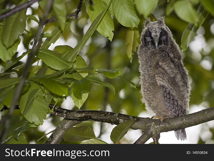 Young owl