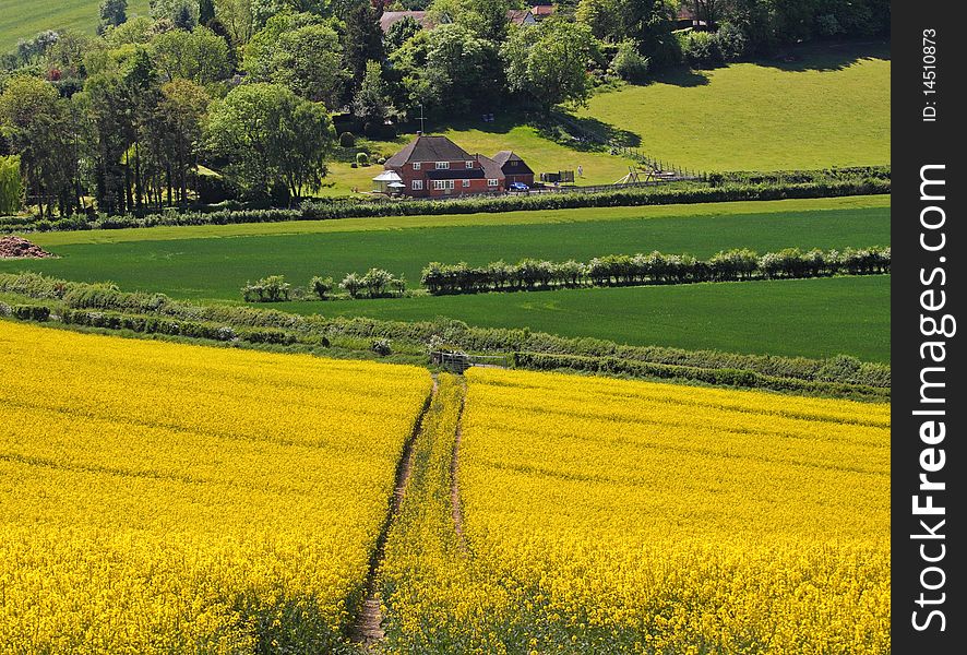 An English Rural Landscape with fields of Yellow flowering Rapeseed