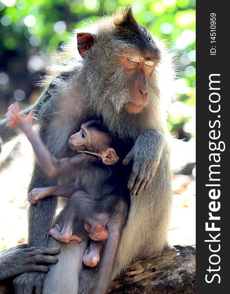 The balinese macaques