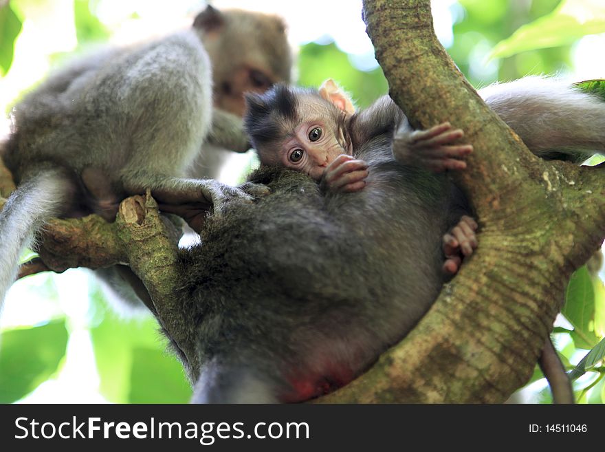 The Balinese Macaques