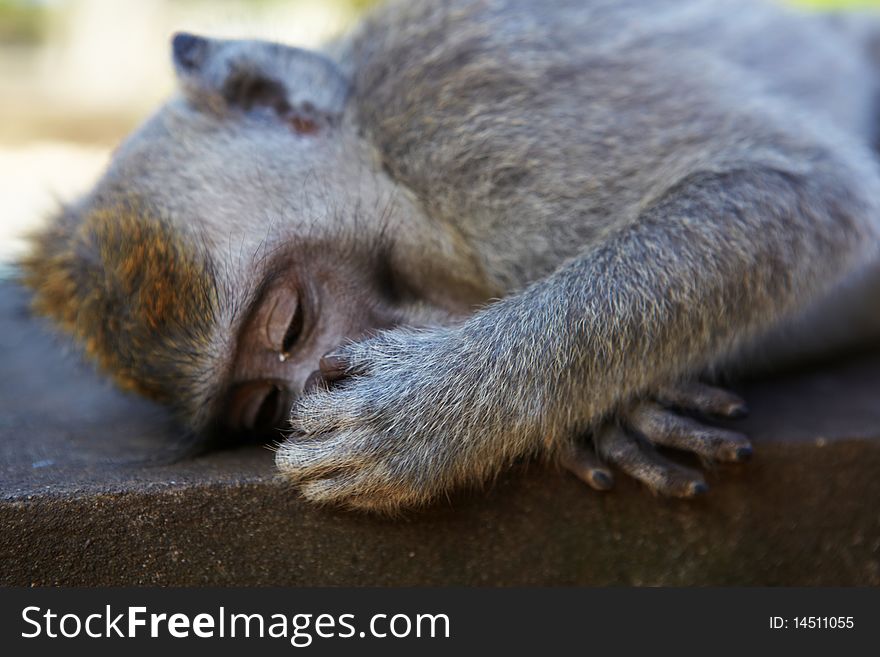 The balinese macaques also known as long-tail macaques (macaca fascicularis). They are very playful and fun. Its the most widespread and successful of all primates.