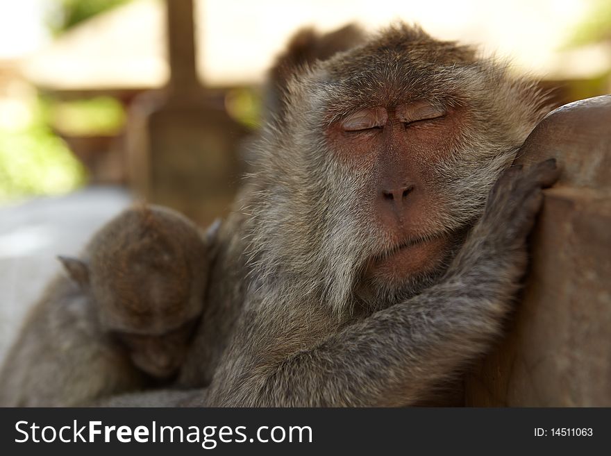 The balinese macaques