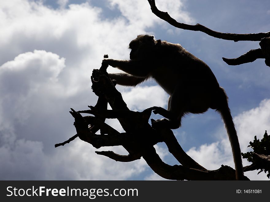 The balinese macaques