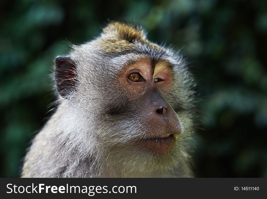 The balinese macaques