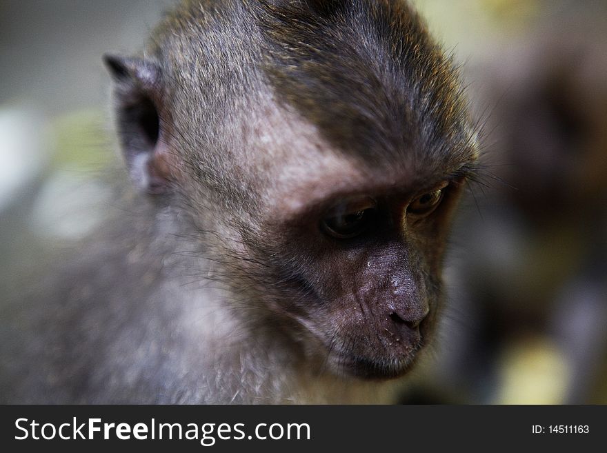 The balinese macaques also known as long-tail macaques (macaca fascicularis). They are very playful and fun. Its the most widespread and successful of all primates.