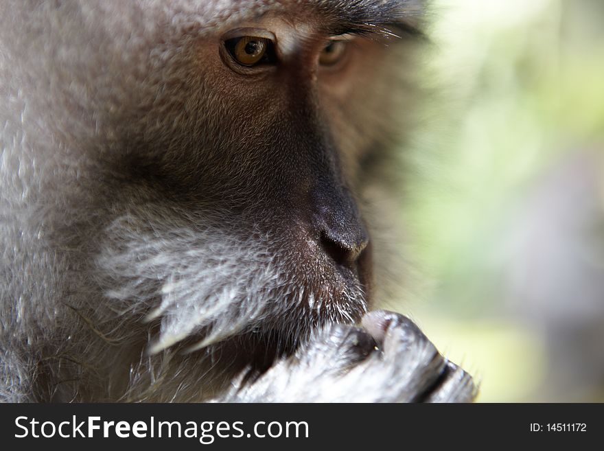 The Balinese Macaques