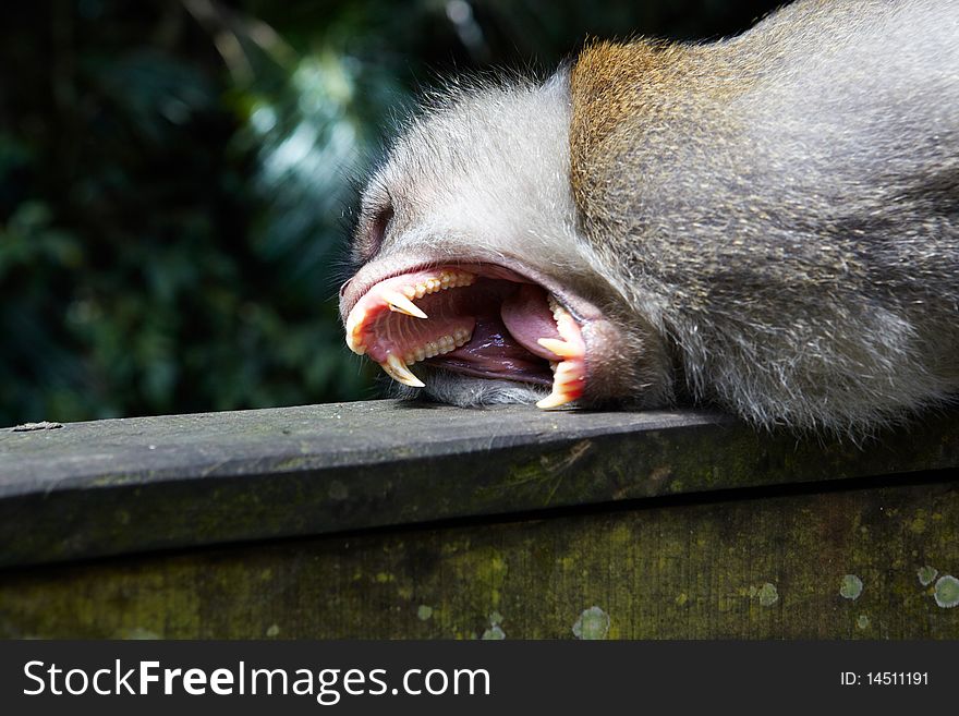 The balinese macaques