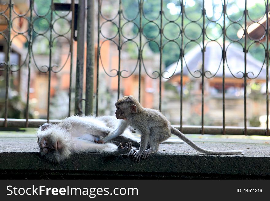 The balinese macaques also known as long-tail macaques (macaca fascicularis). They are very playful and fun. Its the most widespread and successful of all primates.
