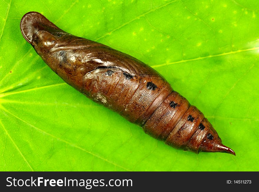 Close up cicada larva on green leaf.