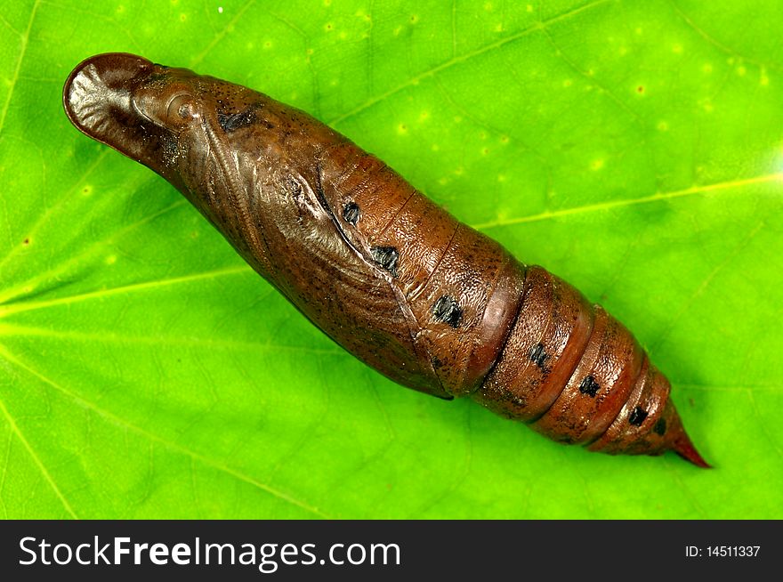 Close up cicada larva on green leaf.