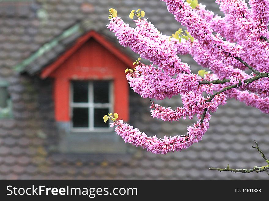 Blossoming tree against an old tile roof