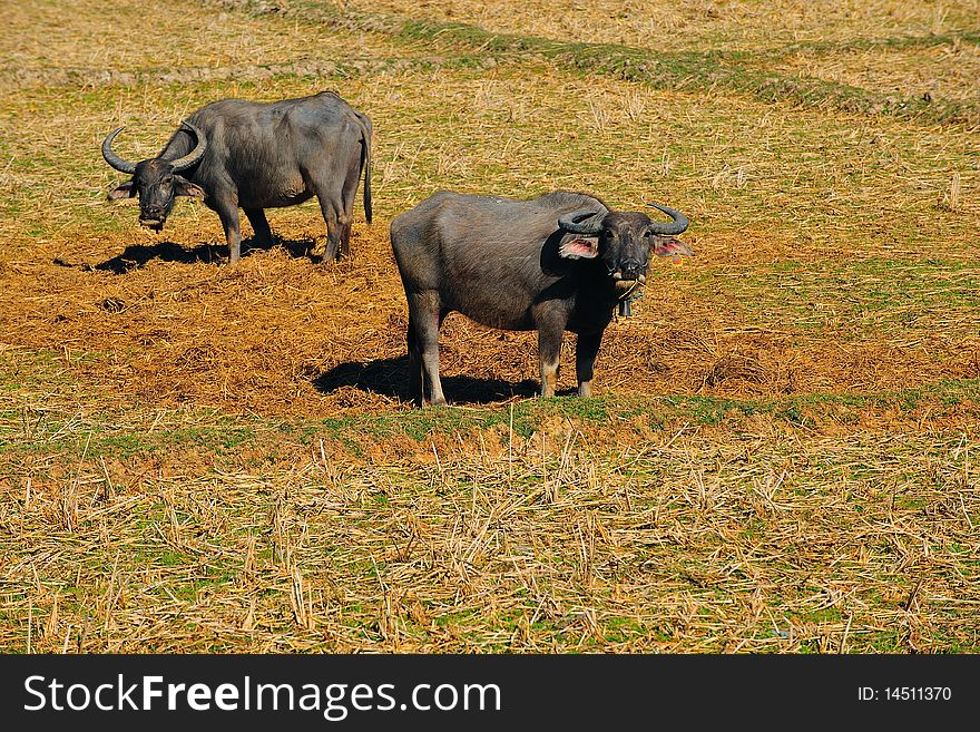 Buffalos in thailand