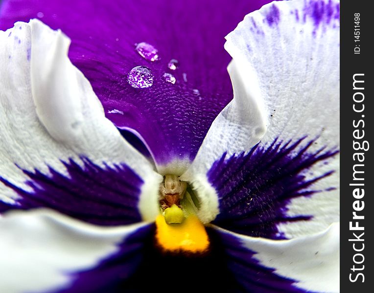 Viola drop violet flower yellow. Viola drop violet flower yellow