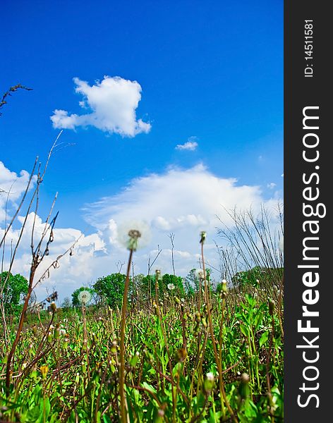 Dandelion In The Meadow