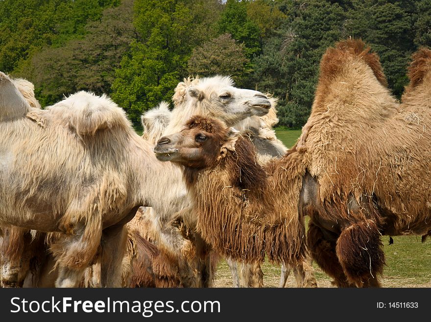 Camels in the park of Nijmegen (The Netherlands)