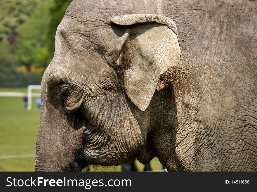 Elephant in the park of Nijmegen (The Netherlands)